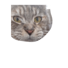 慢慢慢慢媽媽媽罵嗎貓嗎貓嗎貓嗎