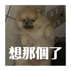 夜叉丸aka奶茶1彈