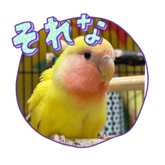 koto_20251011172349