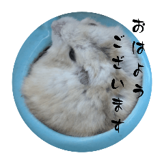 fuwafuwahamuwostar_20251011173420