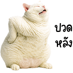 แมวขาวอ้วนตุ้บ !
