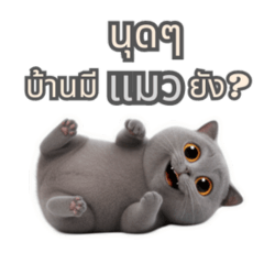 Cute British-Shorthair Cat