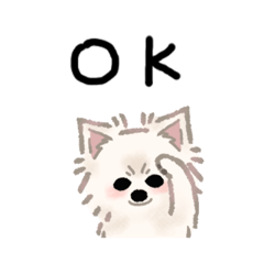 White and fluffy Chihuahua