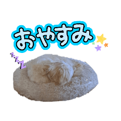 greeting from the dog