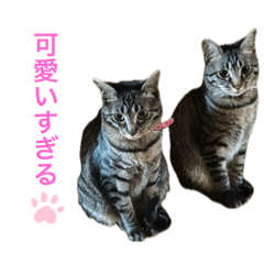 Shintani_20251011204756