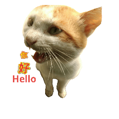 cats treasure2