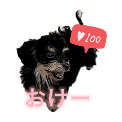 Y_A13