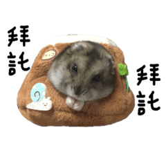 Hamster R-ni (In the tree hole)