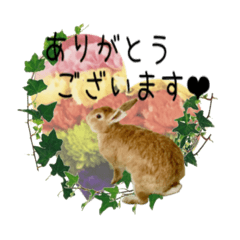 mido's rabbits 5