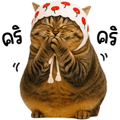 แมวสลิดตัวอ้วนกับผ้าผูกผมหวานแหวว