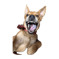 今天的我好開心！2