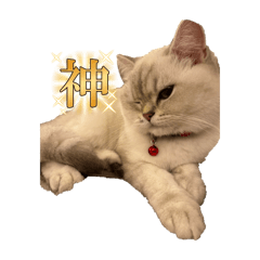 Cocoyu_20251012072044