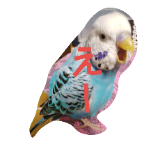 Budgerigar, Nyonyo2