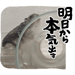 pekko_20251011223355