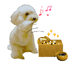 poodle playing  go