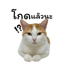 Cream_20251011230859