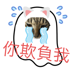 我家可愛的胖胖貓