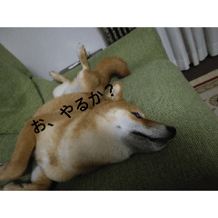 animallove_20251012140238