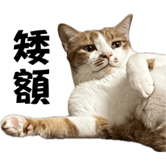 Q比的爽爽貓生/•᷅‎‎•᷄୭