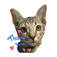 M. Toffee Taksirisap