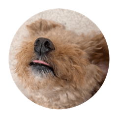 chakochan_20251012190518