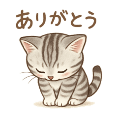 American shorthair jp.ver