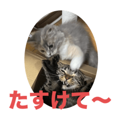 Strawberry Daifuku_20251012222843