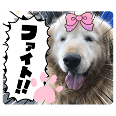 元気なゴールデンレトリバー