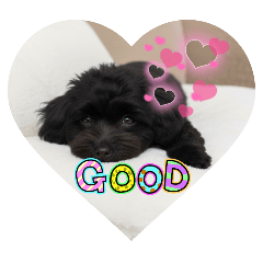 "Popo-chan is a cute puppy."