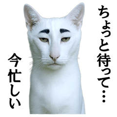 Tsundere Cat (Maro)Brow Game Strong