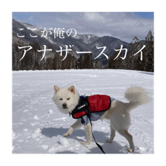 Tontarou's daily