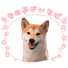 HACHI_20251012235314