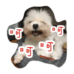 Dog-LaoDa