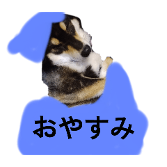 柴犬　黒柴　褒め言葉日常毎日使いやすい