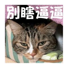 厭世的連麻糬