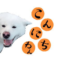 white akita inu stamp w-chan