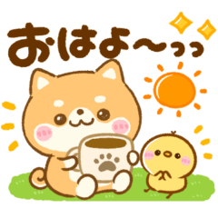 豆柴日和♡かわいい柴犬