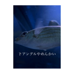Y_20251012163550