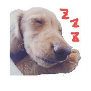 Everyday in Dachshund