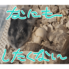 pekko_20251013065510