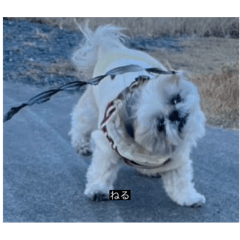 Lemon_20251013112104