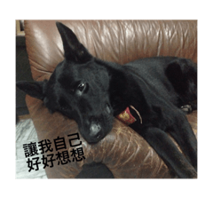 黑狼犬關來福3