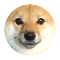 Mameshiba_Riku_stamp