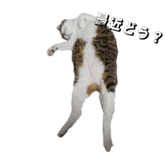 ayumi_20251013132401