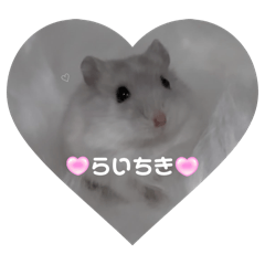 babyhamster03