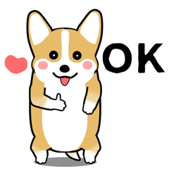 激しく尻尾をふるコーギー