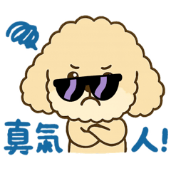比熊犬與貴賓狗