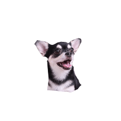 sakura_20251013114951