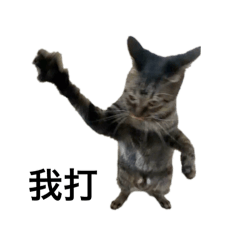 可頌與麻糬（貓貓）