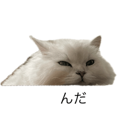 chiko_20251013131309